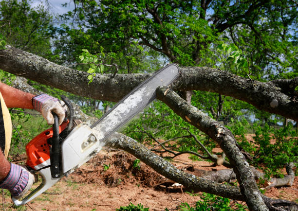 Best Tree Mulching  in Spanish Fork, UT